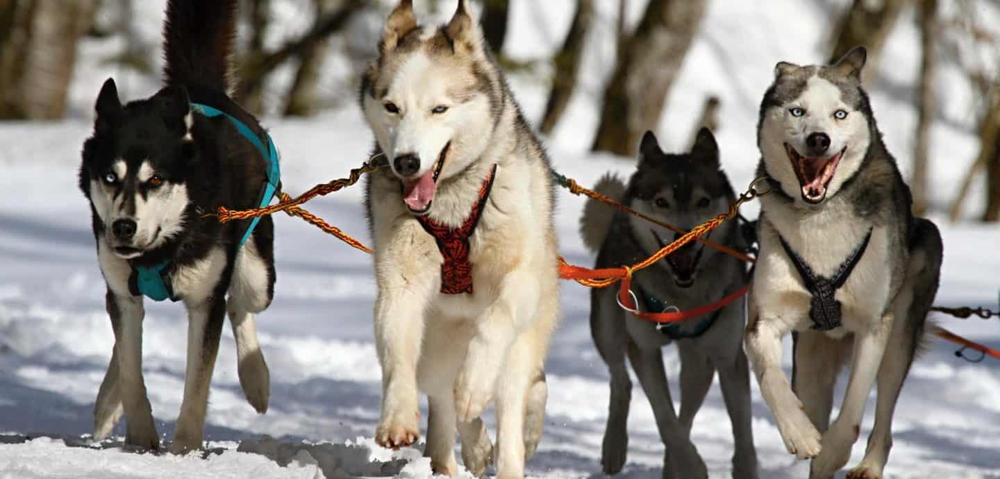 Vier Schlittenhunde im Schnee