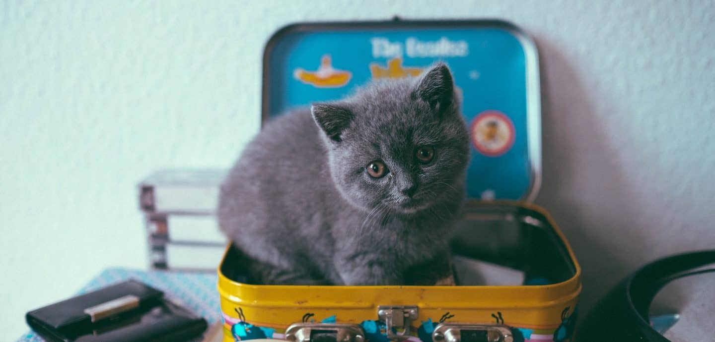 Kleine graue Katze sitzt in einem Koffer