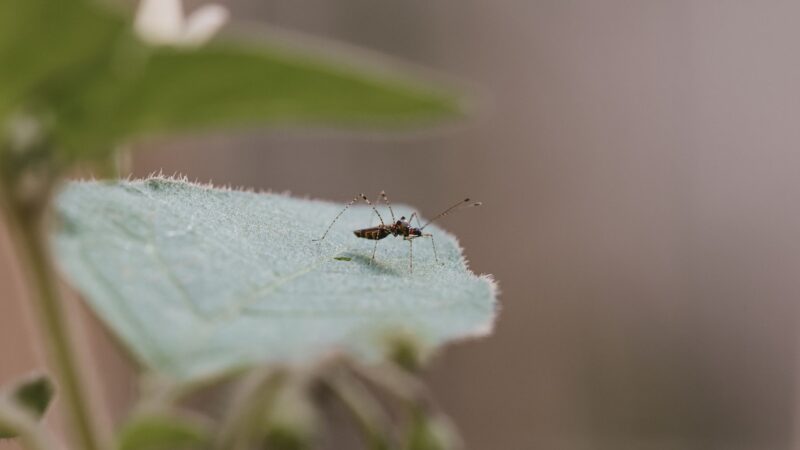 Zu sehen ist eine Nahaufnahme einer Stechmücke, dem gefährlichsten Tier der Welt, die auf dem Ende eines grünen Blattes sitzt. Der Hintergrund ist verschwommen.